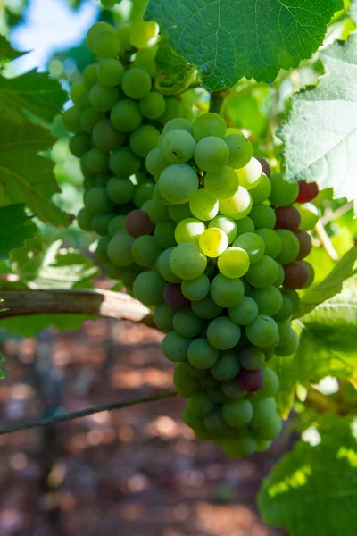 Vinodling Med Vitvinsdruvor Lazio Italien Chardonnay Och Malvasia — Stockfoto