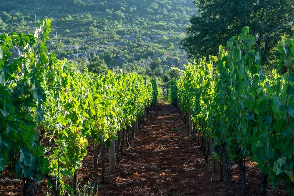 Viñedo Con Uvas Vino Tinto Rosa Las Montañas Del Lacio — Foto de Stock