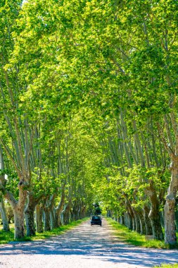 Sahne Provencal büyük eski uçak ağaçları yazın ara sokak ve siyah araba