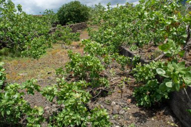 İtalyan mutfağının önemli malzemelerinin yetiştirilmesi, Bronte yakınlarında olgunlaşan fıstıklı şam ağaçlarının yetiştirilmesi, Etna Yanardağı yamaçlarında, Sicilya, İtalya