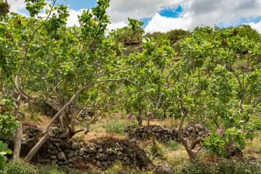 İtalyan mutfağının önemli malzemelerinin yetiştirilmesi, Bronte yakınlarında olgunlaşan fıstıklı şam ağaçlarının yetiştirilmesi, Etna Yanardağı yamaçlarında, Sicilya, İtalya