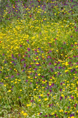 Renkli çiçek arkaplanı, yabani mor, sarı ve kırmızı gelincik çiçekli çayır, duvar kağıdı