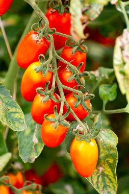 Uzun kırmızı İtalyan datterini pomodori domatesler serada yetişiyor, passata, makarna ve salata için kullanılır.