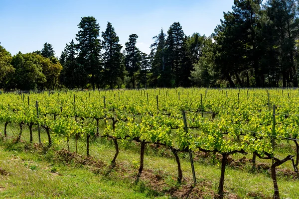 Produkcja Wina Różanego Czerwonego Białego Alpilles Prowansja Południe Francji Widok — Zdjęcie stockowe