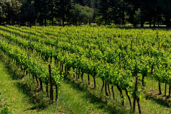 Production Rose Vin Rouge Blanc Dans Les Alpilles Provence Sud — Photo