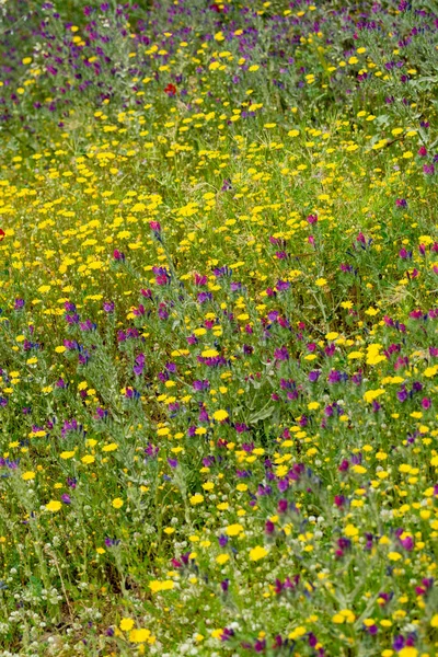 Kolorowe Tło Kwiatowe Łąka Dzikimi Fioletowymi Żółtymi Czerwonymi Kwiatami Maku — Zdjęcie stockowe