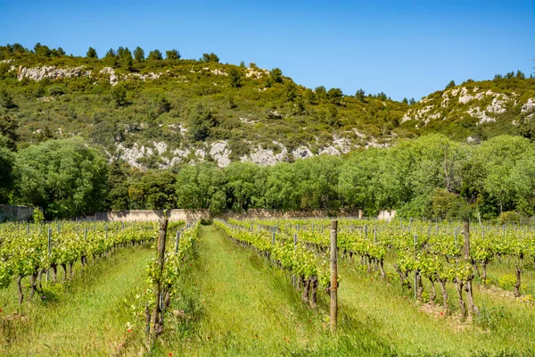 Produkce Růžového Červeného Bílého Vína Alpilles Provence Jižní Francie Pohled — Stock fotografie