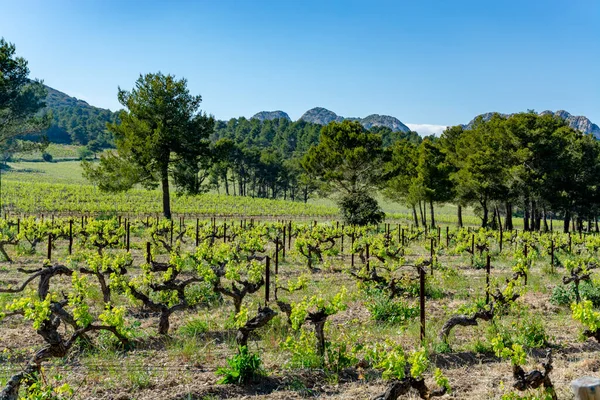 Production Rose Vin Rouge Blanc Dans Les Alpilles Provence Sud — Photo