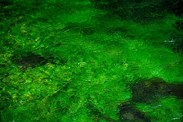 Fiume Ruscello Con Acqua Verde Smeraldo Piante Acqua Verde Sfondo — Foto Stock