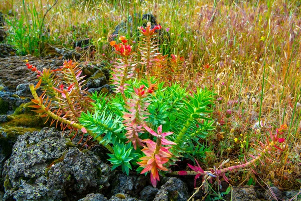 Flore Volcan Etna Floraison Saisonnière Euphorbia Rigida Euphorbe Épervier Myrte — Photo