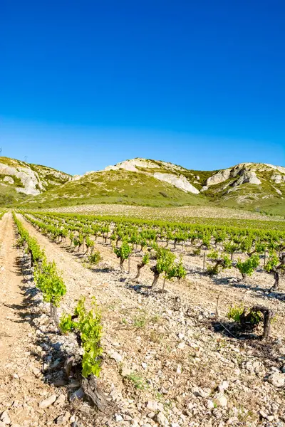 Producción Rosa Vino Tinto Blanco Alpilles Provenza Sur Francia Vista — Foto de Stock