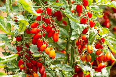 Uzun kırmızı İtalyan datterini pomodori domatesler serada yetişiyor, passata, makarna ve salata için kullanılır.