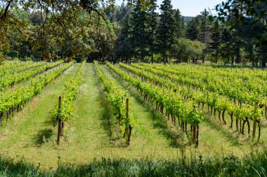 Alpilles, Provence, Güney Fransa 'da gül, kırmızı ve beyaz şarap üretimi, yazın başında üzüm bağının manzarası