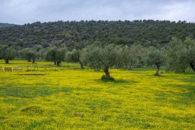 Bahar mevsiminde zeytin ağaçlarıyla dolu kır manzarası. Rengarenk sarı çiçekler.