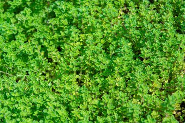 İtalyan mutfağında yetişen aromatik bitki kekiği, yeşil doğa arka planı.