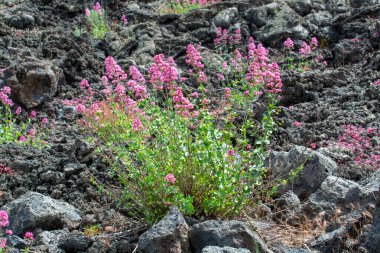 Etna Yanardağı 'ndan Flora, pembe Centranthus ruber Valerian veya kırmızı kediotu mevsimsel çiçeği, süs çiçekleri olan popüler bahçe bitkisi.