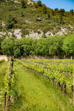Alpilles, Provence, Güney Fransa 'da gül, kırmızı ve beyaz şarap üretimi, yazın başında üzüm bağının manzarası