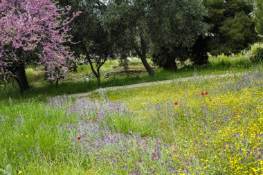 Bahar pembe çiçekleri Judas ağacı Cercis silikastrum ve renkli yabani bahar çiçekleriyle dolu çayırlar, çiçekli arka plan