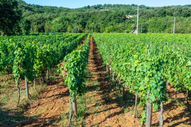 Lazio Dağları, İtalya, Sirah, Petit Verdot, Cabernet Sauvignon üzümlerinde büyüyen kırmızı veya gül üzümlü üzüm bağları
