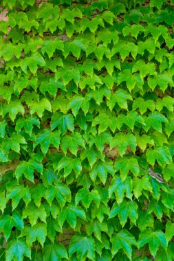 Yeşil üzüm, doğa arka planı, yeşil duvar kopyalama alanı