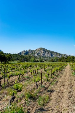 Alpilles, Provence, Güney Fransa 'da gül, kırmızı ve beyaz şarap üretimi, yazın başında üzüm bağının manzarası