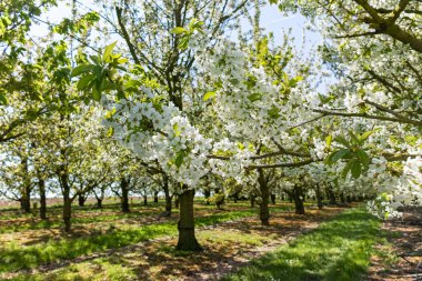 Bahar çiçekleri meyve bahçesinde, meyve bölgesi Belçika 'da Haspengouw, doğa manzarası