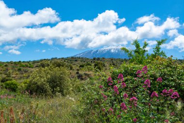 İtalya 'nın Sicilya adasının doğu kıyısında Aktif Stratovolcano Dağı' ndan Flora