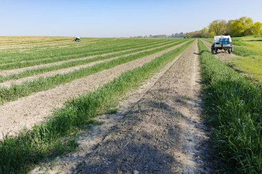 Limburg, Belçika 'daki biyoloji tarlasında yeşil kuşkonmaz filizleri büyüyor.