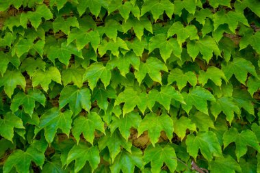 Yeşil üzüm, doğa arka planı, yeşil duvar kopyalama alanı