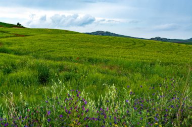 Çiçek açan otlaklar, buğday tarlaları, Sicilya, Güney İtalya 'da tarım