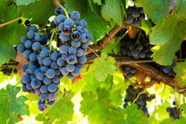 Üzüm bağında üzüm, İtalya 'da kırmızı şarap üzümleri yetişiyor Sirah, Petit Verdot, Cabernet Sauvignon üzümleri