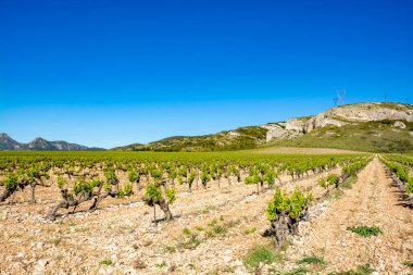 Alpilles, Provence, Güney Fransa 'da gül, kırmızı ve beyaz şarap üretimi, yazın başında üzüm bağının manzarası