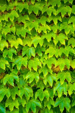 Yeşil üzüm, doğa arka planı, yeşil duvar kopyalama alanı