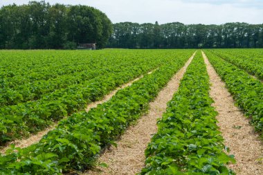 Çilek tarlaları, samanlıkta yetişen çilek bitkileri açık havada çiftlikte yetişiyor.