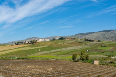 Çayırlarla, çayırlarla ve buğday tarlalarıyla manzara Sicilya, Güney İtalya 'da tarım