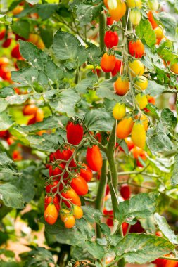 Uzun kırmızı İtalyan datterini pomodori domatesler serada yetişiyor, passata, makarna ve salata için kullanılır.