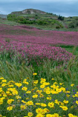 Sicilyalı Flora, yabani çiçeklerin renkli çiçeği, bezelye ve Fransız hanımeli, dağlardaki çayırlarda pembe sulla çiçekleri, doğal biyolojik bal üretimi, çiçek arkaplanı