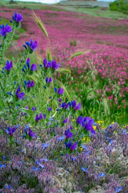 Sicilyalı Flora, yabani çiçeklerin renkli çiçeği, bezelye ve Fransız hanımeli, dağlardaki çayırlarda pembe sulla çiçekleri, doğal biyolojik bal üretimi, çiçek arkaplanı