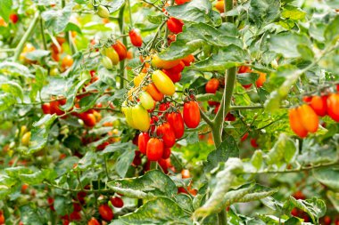 Uzun kırmızı İtalyan datterini pomodori domatesler serada yetişiyor, passata, makarna ve salata için kullanılır.