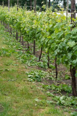 Kuzey Brabant 'taki Hollanda üzüm bağında beyaz şarap üzümlü sıralar, Hollanda' daki şarap üretimi