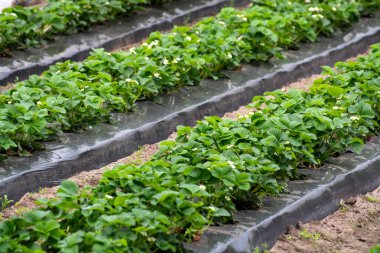 Çilek tarlalarındaki yeşil evler, tarlalarda yetişen çilek bitkileri.
