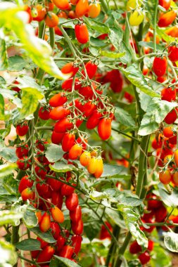 Uzun kırmızı İtalyan datterini pomodori domatesler serada yetişiyor, passata, makarna ve salata için kullanılır.