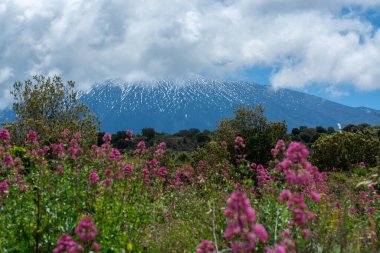 İtalya 'nın Sicilya adasının doğu kıyısında Aktif Stratovolcano Dağı' ndan Flora