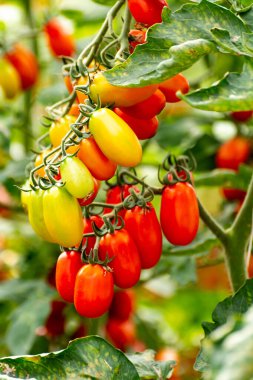 Uzun kırmızı İtalyan datterini pomodori domatesler serada yetişiyor, passata, makarna ve salata için kullanılır.