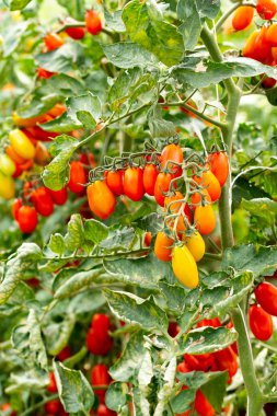 Uzun kırmızı İtalyan datterini pomodori domatesler serada yetişiyor, passata, makarna ve salata için kullanılır.