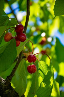Güneşli bir günde bahçedeki yeni tatlı kırmızı kiraz hasadı