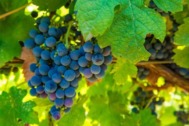 Üzüm bağında üzüm, İtalya 'da kırmızı şarap üzümleri yetişiyor Sirah, Petit Verdot, Cabernet Sauvignon üzümleri