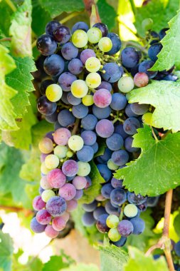 Üzüm bağında üzüm, İtalya 'da kırmızı şarap üzümleri yetişiyor Sirah, Petit Verdot, Cabernet Sauvignon üzümleri