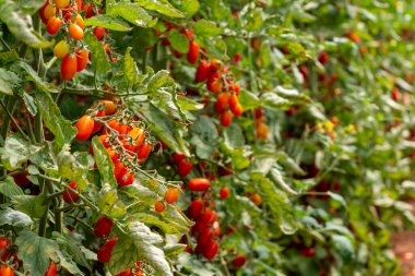 Uzun kırmızı İtalyan datterini pomodori domatesler serada yetişiyor, passata, makarna ve salata için kullanılır.