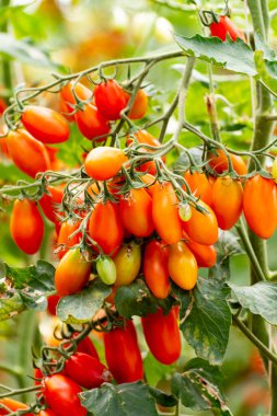 Uzun kırmızı İtalyan datterini pomodori domatesler serada yetişiyor, passata, makarna ve salata için kullanılır.